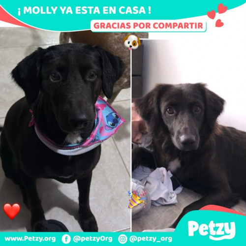 Foto de mascota Molly