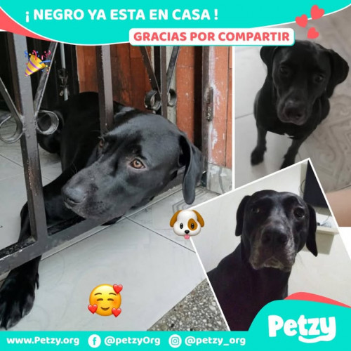 Foto de mascota Negro