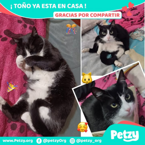 Foto de mascota Toño