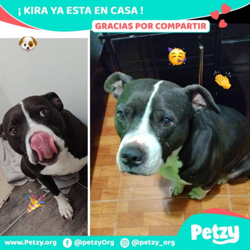 Foto de mascota Kira