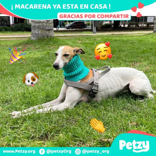 Foto de mascota Macarena