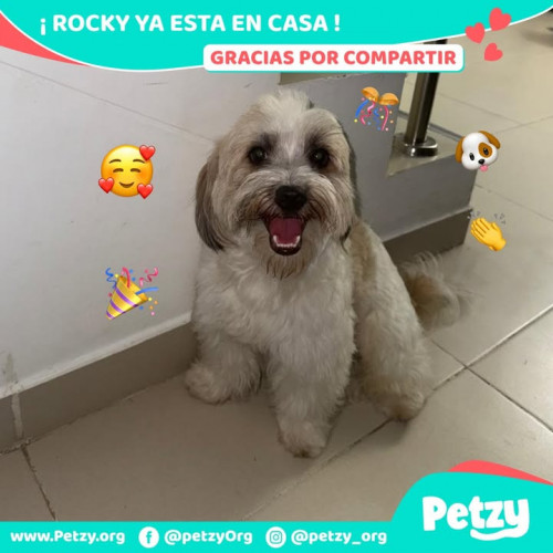 Foto de mascota Rocky