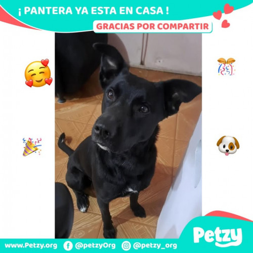 Foto de mascota Pantera