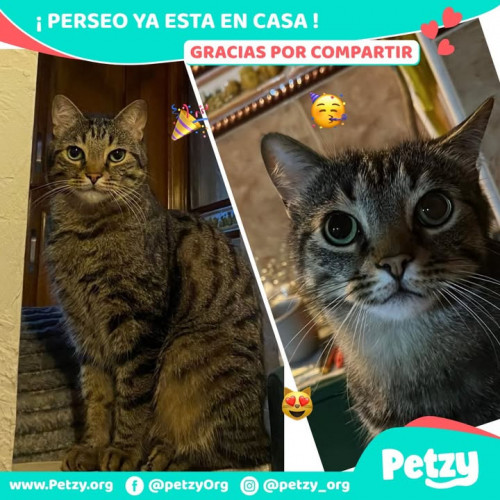 Foto de mascota Perseo