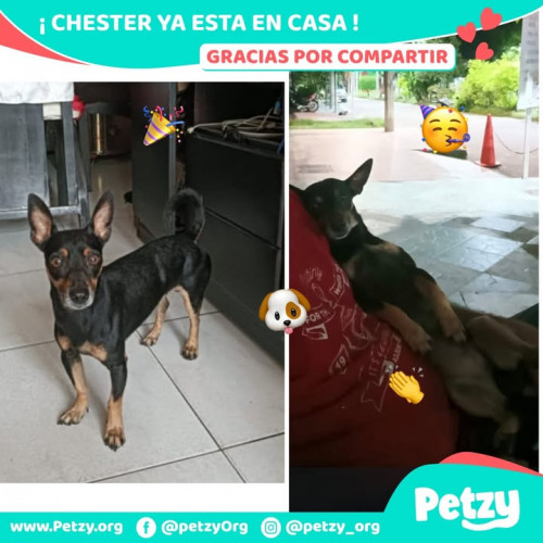 Foto de mascota Chester