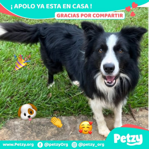 Foto de mascota Apolo
