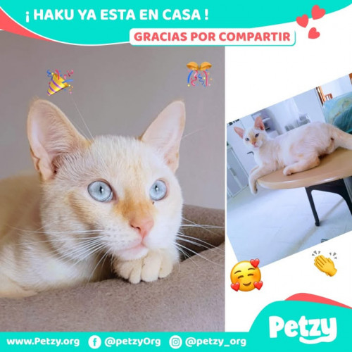 Foto de mascota Haku