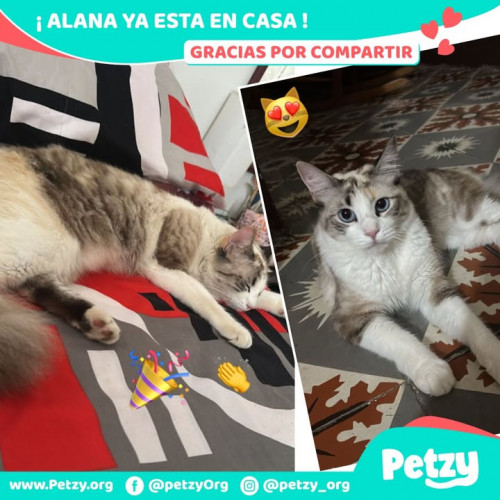 Foto de mascota Alana