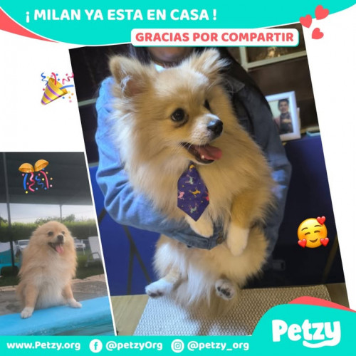 Foto de mascota Milan