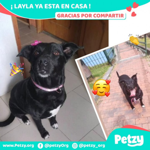 Foto de mascota Layla