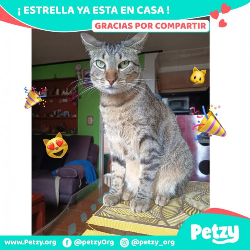 Foto de mascota Estrella