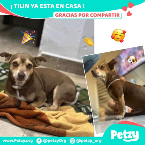 Foto de mascota Tilin