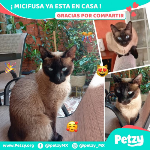 Foto de mascota Micifusa
