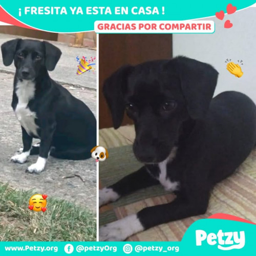 Foto de mascota Fresita