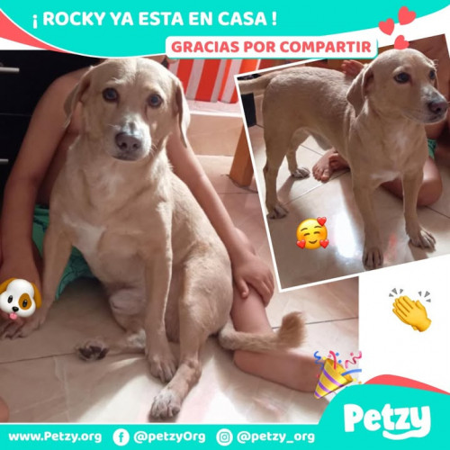 Foto de mascota Rocky