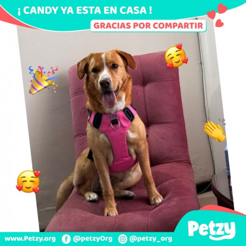 Foto de mascota Candy