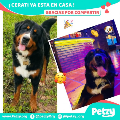 Foto de mascota Cerati