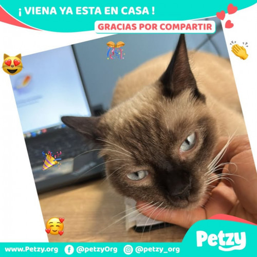 Foto de mascota Viena