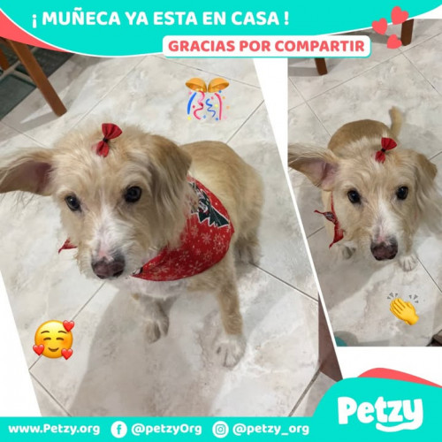 Foto de mascota Muñeca