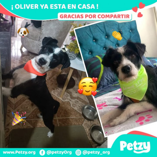 Foto de mascota Oliver