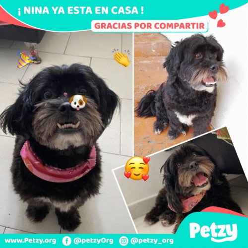 Foto de mascota Nina