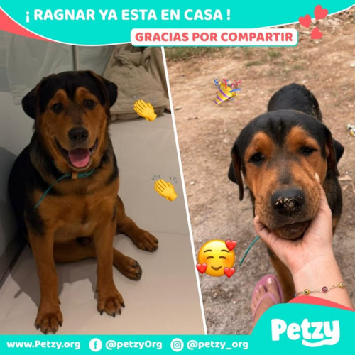 Foto de mascota Ragnar