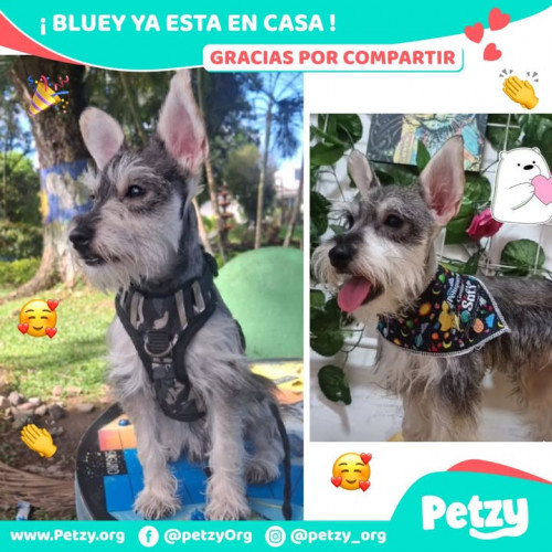 Foto de mascota Bluey