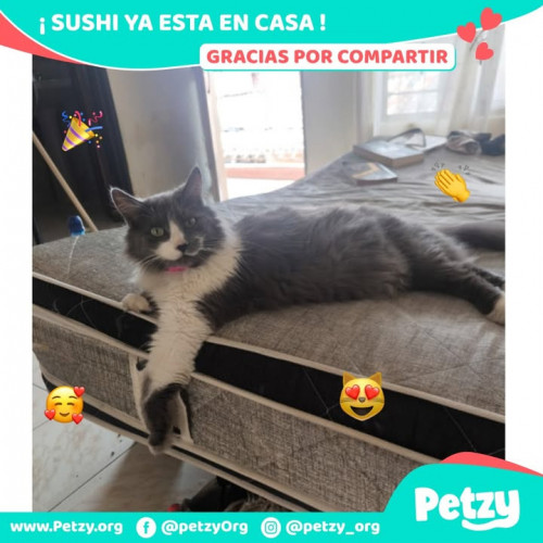 Foto de mascota Sushi
