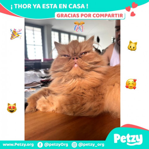 Foto de mascota Thor