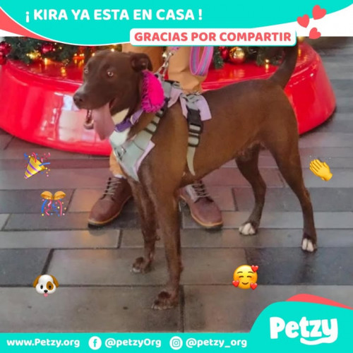 Foto de mascota Kira