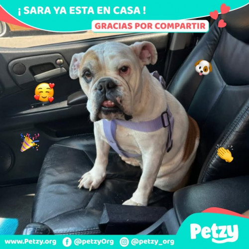 Foto de mascota Sara