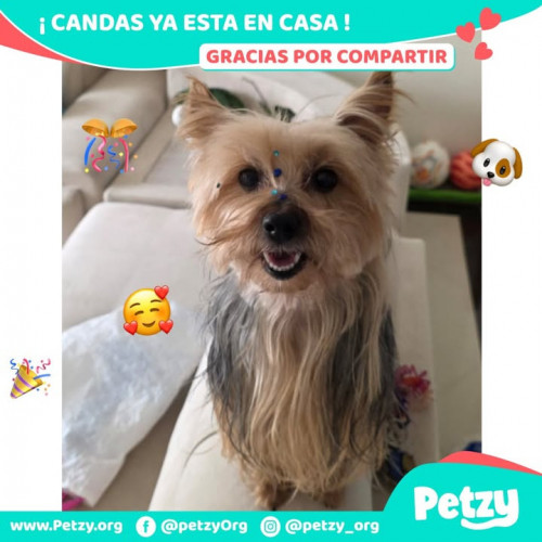Foto de mascota Candas
