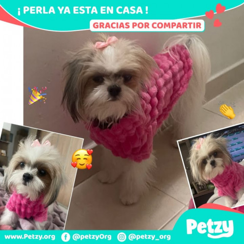 Foto de mascota Perla