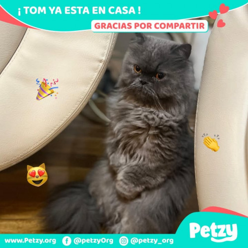 Foto de mascota Tom