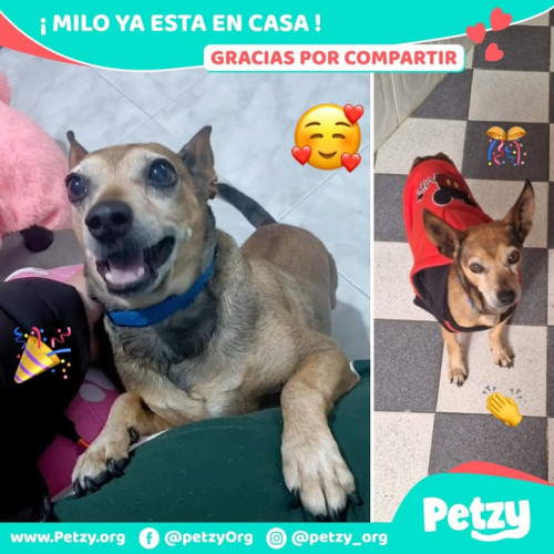 Foto de mascota Milo