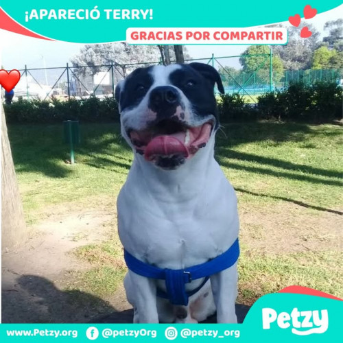 Foto de mascota Terry
