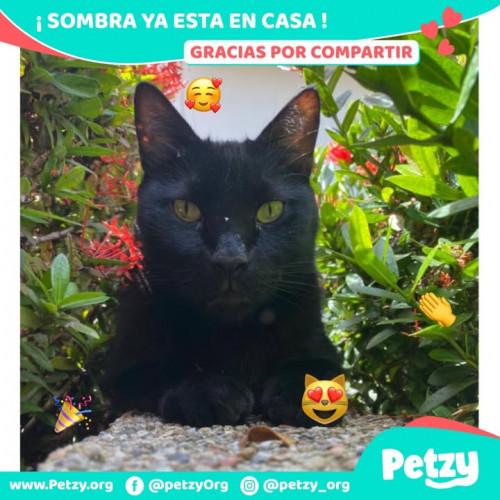 Foto de mascota Sombra