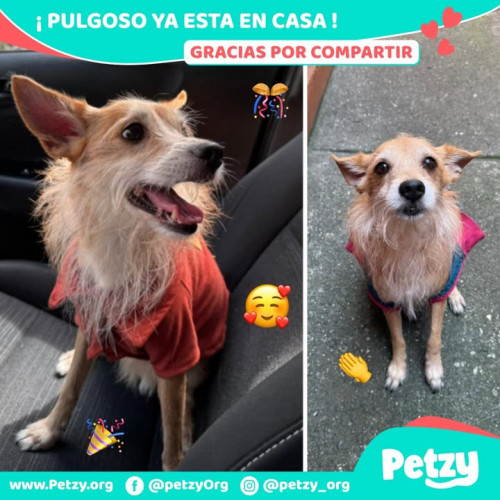 Foto de mascota Pulgoso