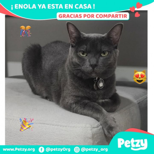 Foto de mascota Enola