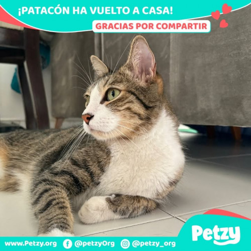 Foto de mascota Patacón