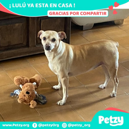 Foto de mascota Lulú
