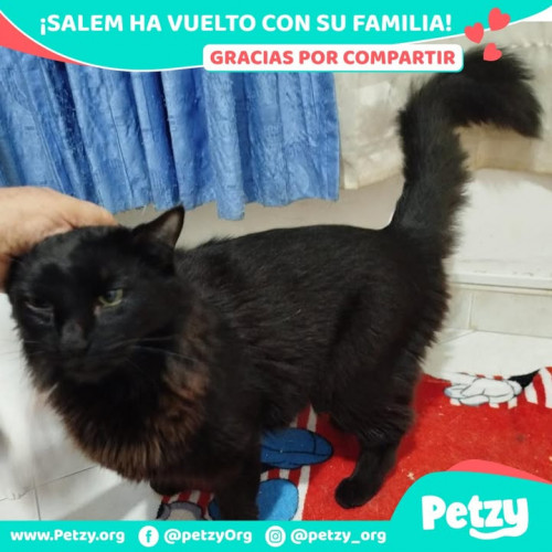 Foto de mascota Salem