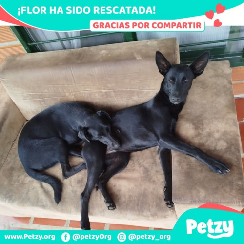 Foto de mascota Flor