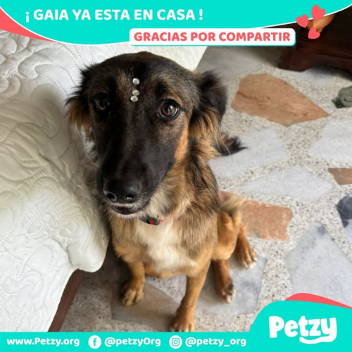 Foto de mascota Gaia