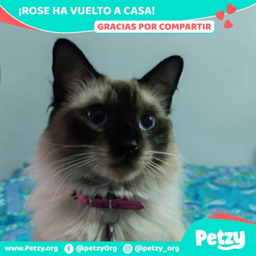 Foto de mascota Rose
