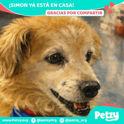 Foto de mascota Simon