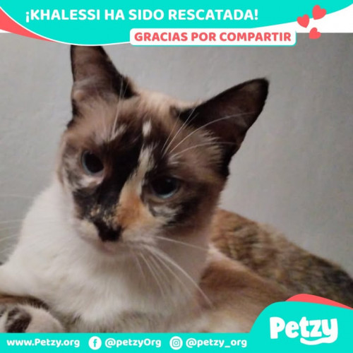 Foto de mascota Khalessi