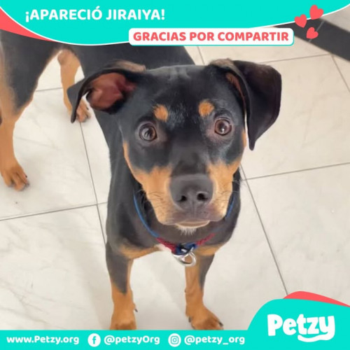 Foto de mascota Jiraiya