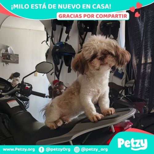 Foto de mascota Milo
