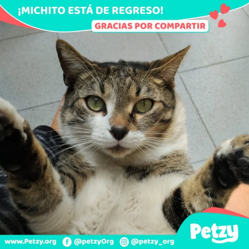 Foto de mascota Michito